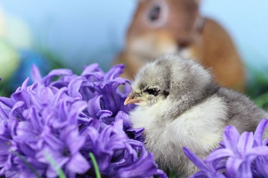 Little Blue Cohin chick in the middle of spring flowers. Extreme shallow depth of field with some blur and selective focus on chick. 