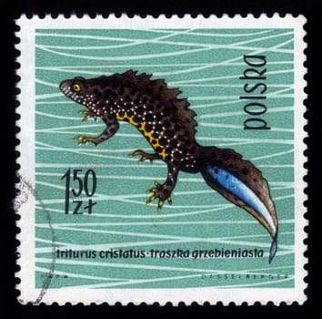 POLAND - CIRCA 1963: A stamp printed in Poland shows crested newt, series devoted to reptiles and amphibians, circa 1963