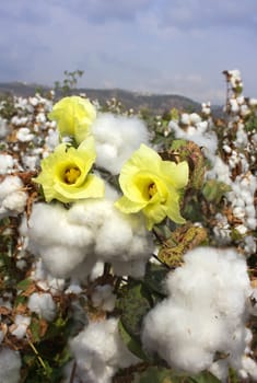 flowering and ripe for harvesting cotton