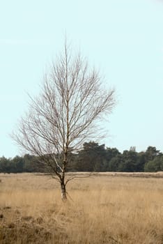 birch tree with green forest as background