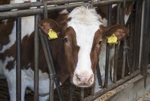 young brown white cow inside