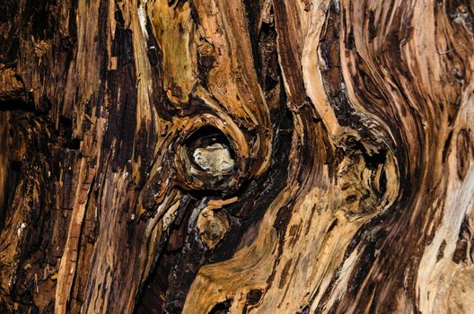 Taken from inside of a hollow yew tree that is over 2000 years old