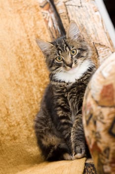 Kitten on a sofa