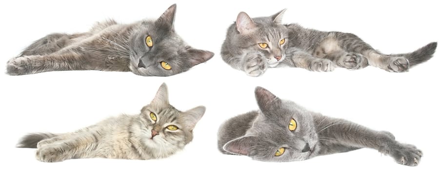 Cats set isolated on white background.