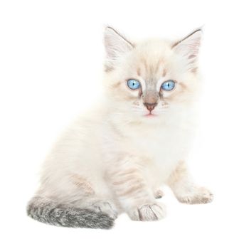 Small kitten on a white background.