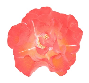 Flower of the rose on white background.