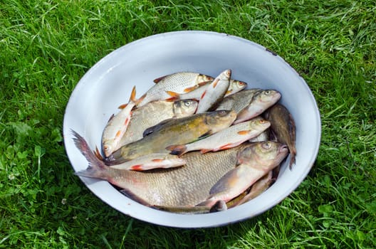 Fishing caught in steel bowl. Lake fishes bream roach and tench prepared for food.