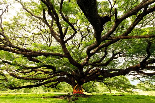 The Largest Monkey Pod Tree in Thailand and its branch.