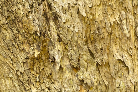 Texture detail of bark of  East Indian Walnut