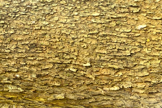 Texture detail of bark of  Rain tree