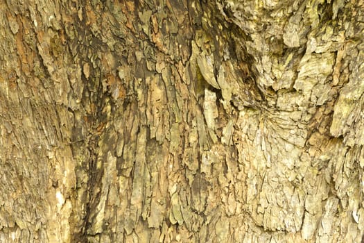 Texture detail of bark of Rain tree