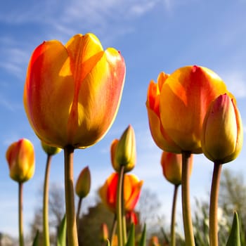 tulips against the blue sky