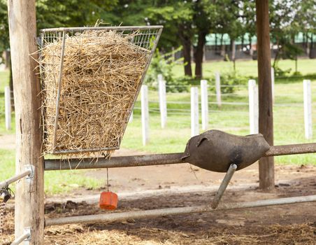 Poor horse feeder in countryside of Thailand