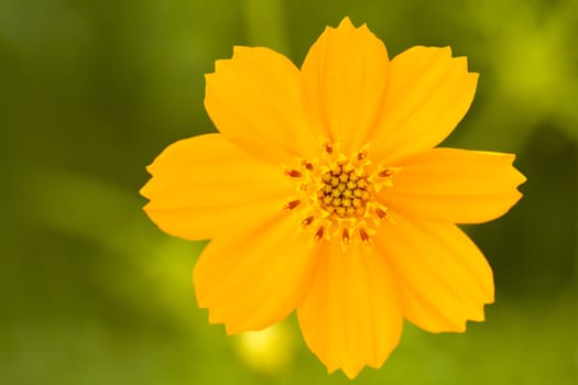 A yellow cosmos flower on green background