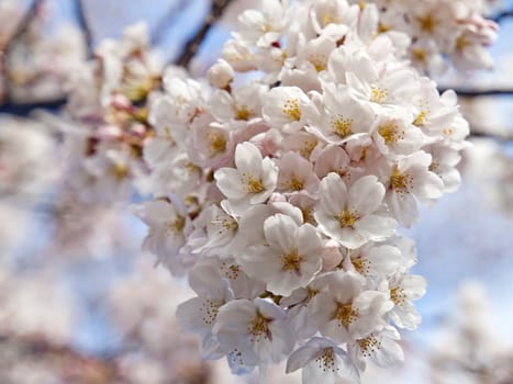 Sakura or Cherry tree blooming under blue sky in Japan