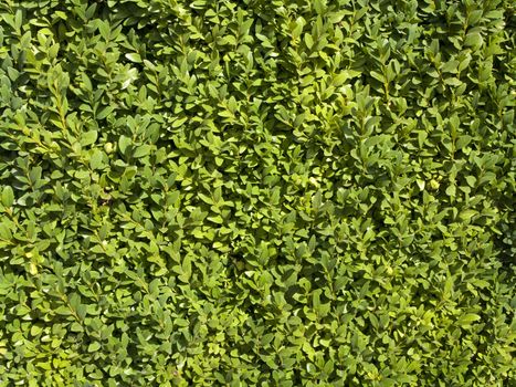 Summer or Spring Green Leaves Background