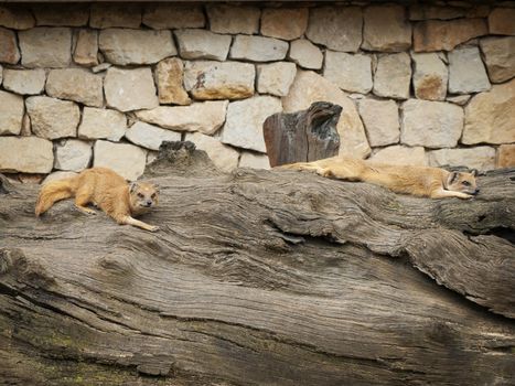 Mongooses Resting at Big Wood 