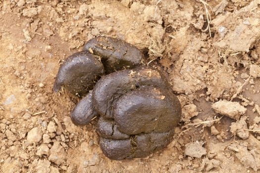 Close-up of fresh smelly horse manure