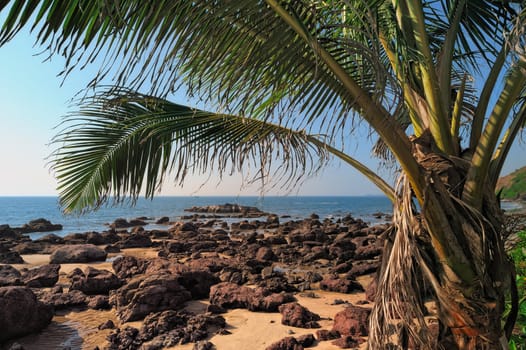 Tropical palm on the exotic rocky coast