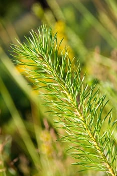 Green branch of a pine