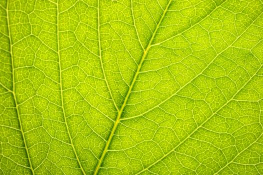 Close-up of the texture of green leaf