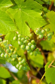 Green grapes on a rod