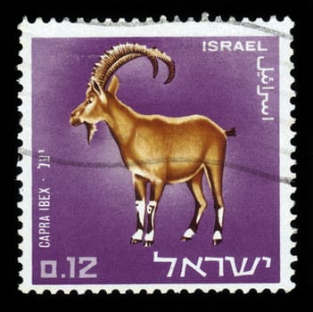 Israel - CIRCA 1966: A stamp printed in the Israel shows  Capra Ibex, circa 1966