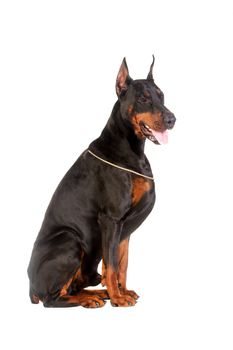 Sitting doberman dog isolated on white