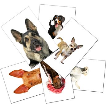 `collection of dogs photos, isolated on white