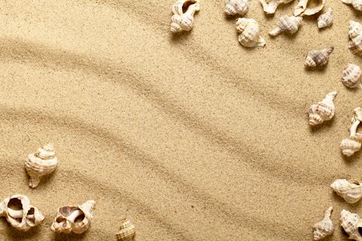 Sea shells on sandy beach. Summer sand background. Top view