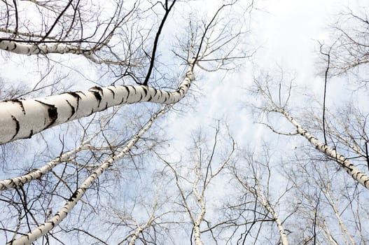 early spring in a forest