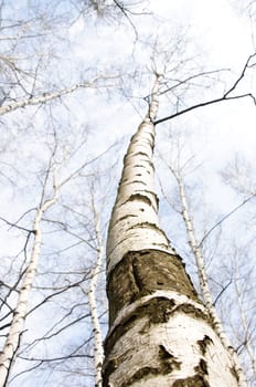 early spring in a forest