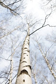 early spring in a forest