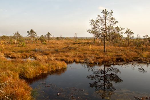 Swamp in sunny autumn day