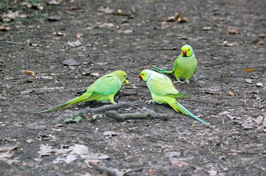 Collared parakeets quarrelling for an end of apple, forest of France