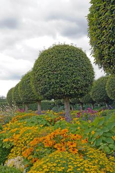 Formal garden, flowers and box tree cut (France)