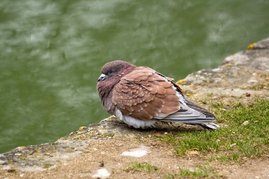 Even the pigeons are cold  The winter is hard