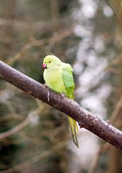 collared parakeet, a forest of France