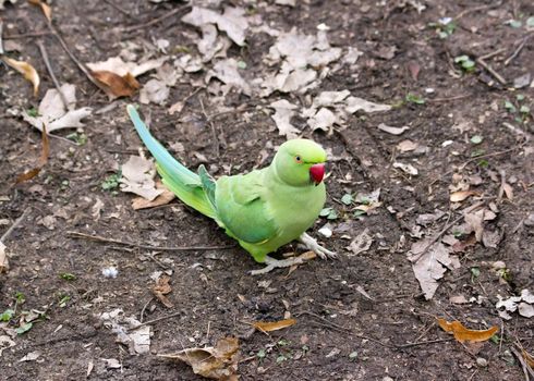 collared parakeet put on the ground, forest of France