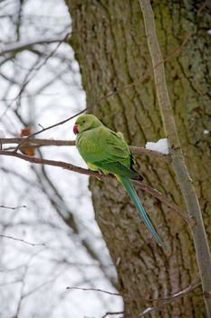collared parakeet, a forest of France