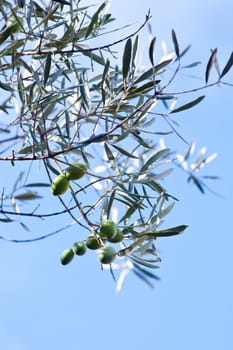 The Olives in the branches in Sicily countryside