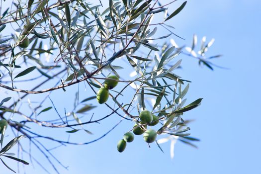 The Olives in the branches in Sicily countryside