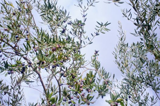 The Olives in the branches in Sicily countryside