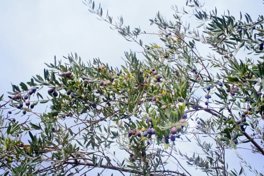 The Olives in the branches in Sicily countryside