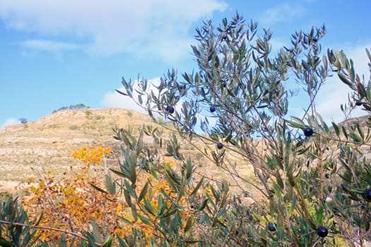 The Olives in the branches in Sicily countryside