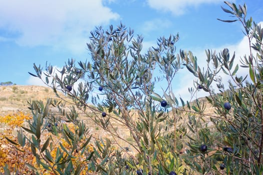 The Olives in the branches in Sicily countryside