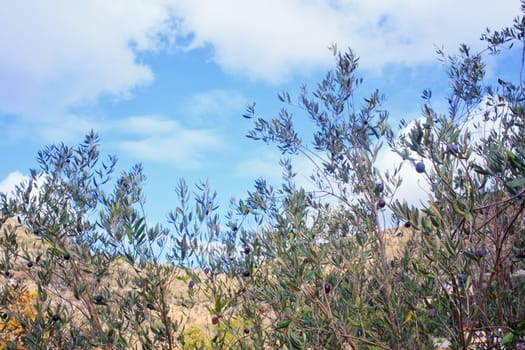 The Olives in the branches in Sicily countryside