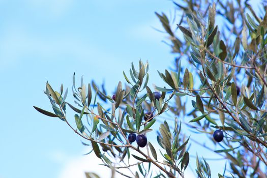 The Olives in the branches in Sicily countryside