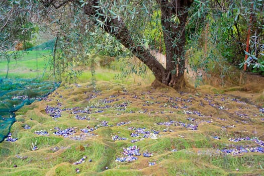 View of Olives harvest in Sicily countryside