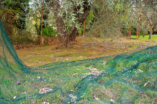 View of Olives harvest in Sicily countryside